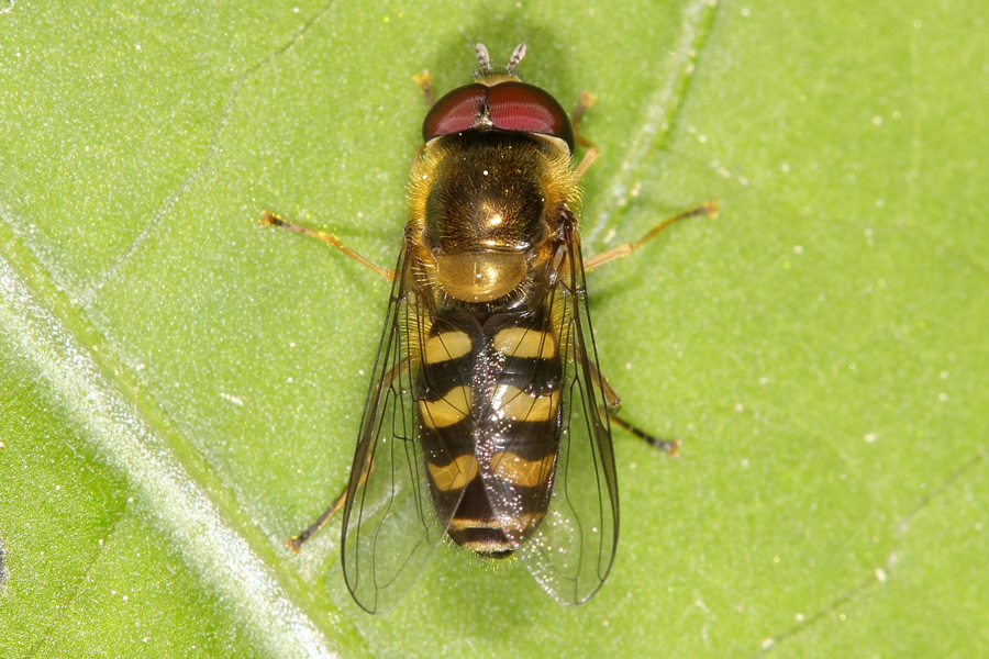 Scaeva selenitica - Frühe Großstirnschwebfliege, auf Blatt