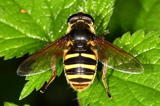 Sericomyia silentis - Gelbband-Torfschwebfliege, auf Blatt