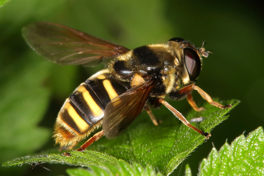 Sericomyia silentis - Gelbband-Torfschwebfliege, auf Blatt sitzend