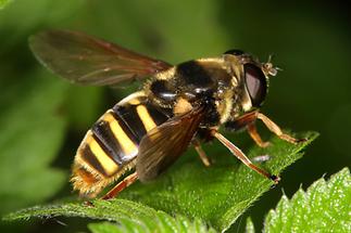 Sericomyia silentis - Gelbband-Torfschwebfliege, auf Blatt sitzend