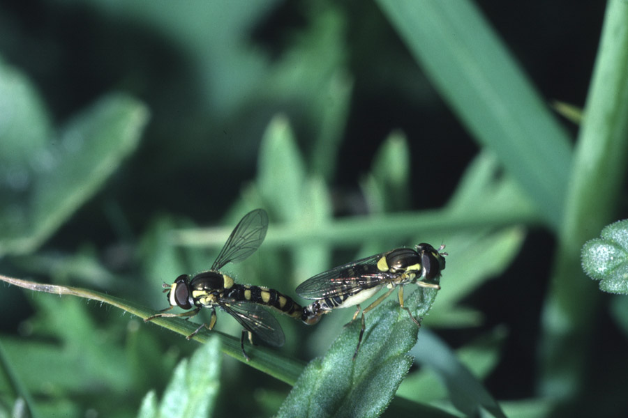 Sphaerophoria scripta - Gemeine Langbauchschwebfliege, Paar