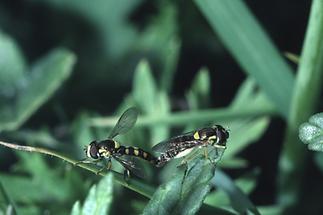 Sphaerophoria scripta - Gemeine Langbauchschwebfliege, Paar (1)