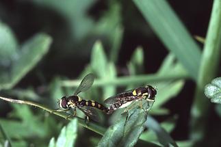 Sphaerophora scripta - Gemeine Langbauchschwebfliege, Weibchen