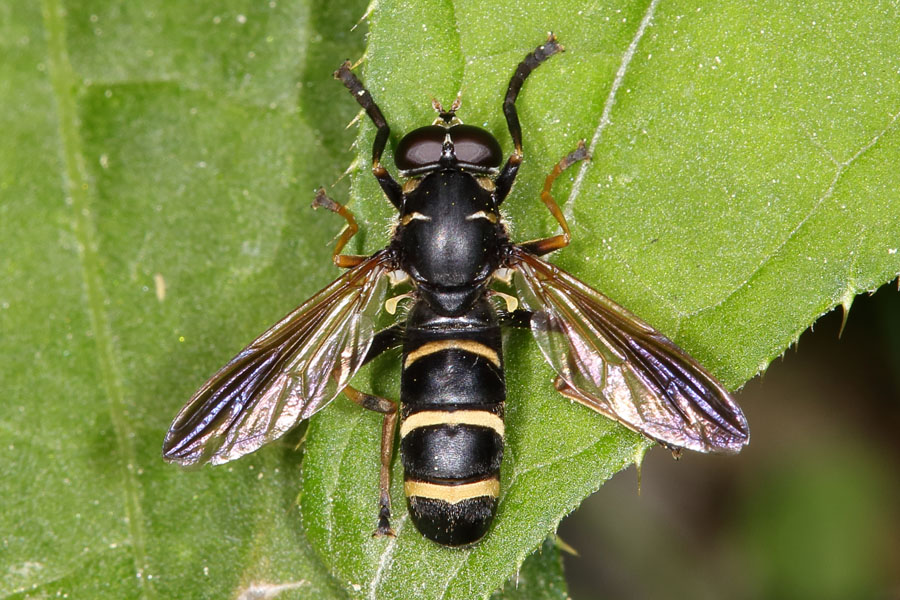 Temnostoma bombylans - Hummel-Moderholzschwebfliege, Männchen