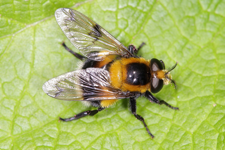 Volucella bombylans - Hummel-Waldschwebfliege, auf Blatt