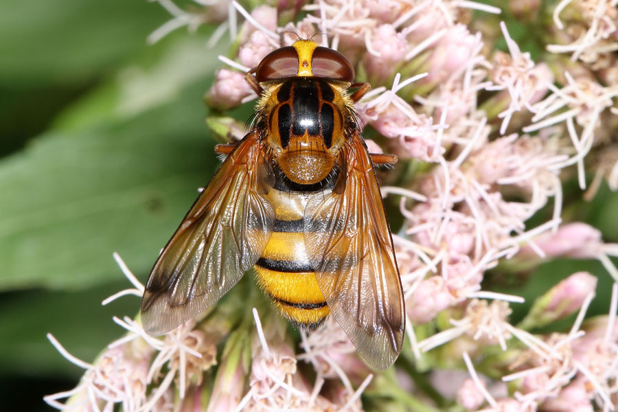 Volucella inanis - Gebänderte Waldschwebfliege, Weibchen