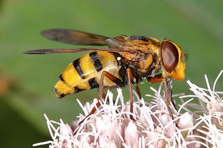 Volucella inanis - Gebänderte Waldschwebfliege, Weibchen (2)