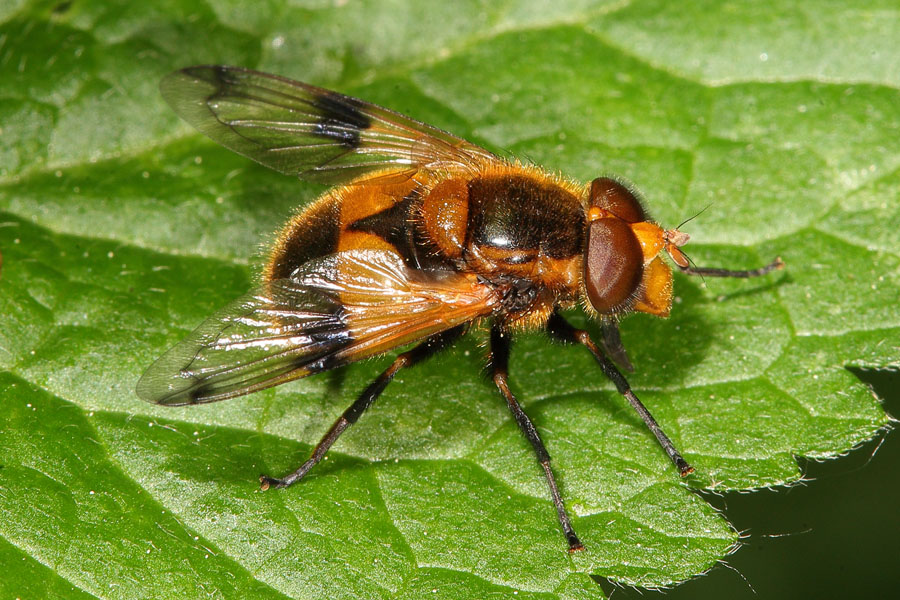 Volucella inflata - Gelbfleck-Waldschwebfliege, Männchen