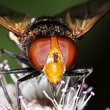 Volucella pellucens - Gemeine Waldschwebfliege, Portrait