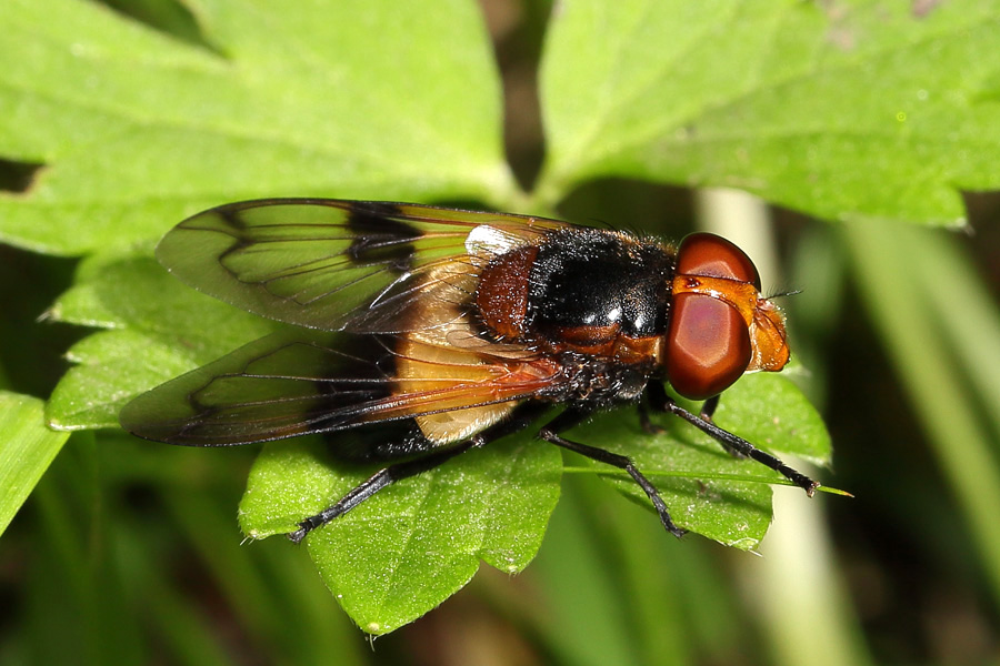 Volucella pellucens - Gemeine Waldschwebfliege, Weibchen