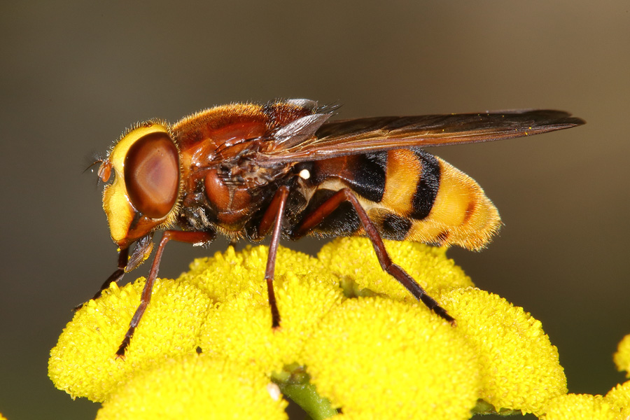 Volucella zonaria - Hornissenschwebfliege, Weibchen
