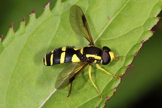 Xanthogramma pedissequum - Späte Gelbrandschwebfliege