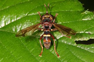 Conops vesicularis - Große Wespendickkopffliege (1)