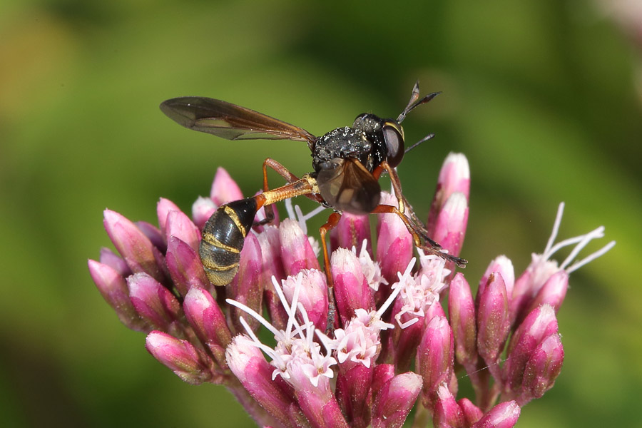 Physocephala rufipes - Dunkle Stieldickkopffliege