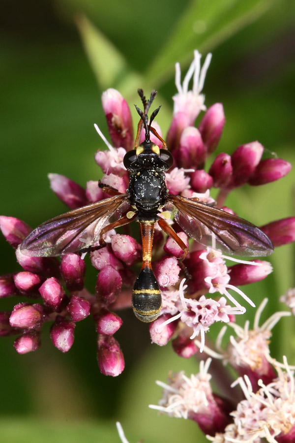 Physocephala rufipes - Dunkle Stieldickkopffliege