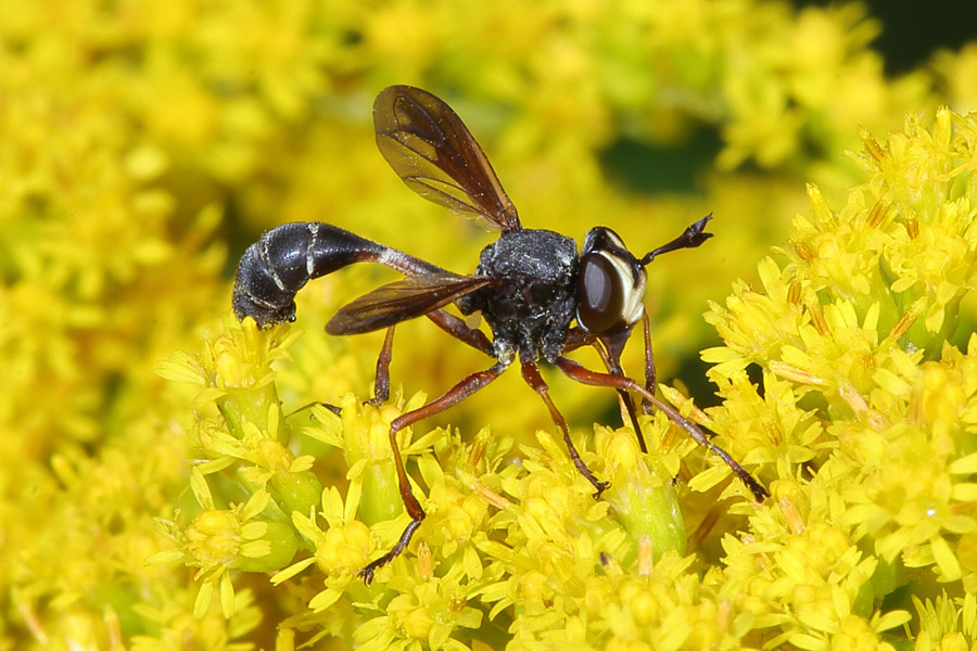 Physocephala rufipes - Dunkle Stieldickkopffliege