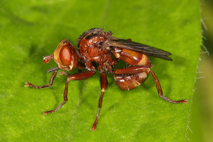 Sicus ferrugineus - Gemeine Breitstirnblasenkopffliege