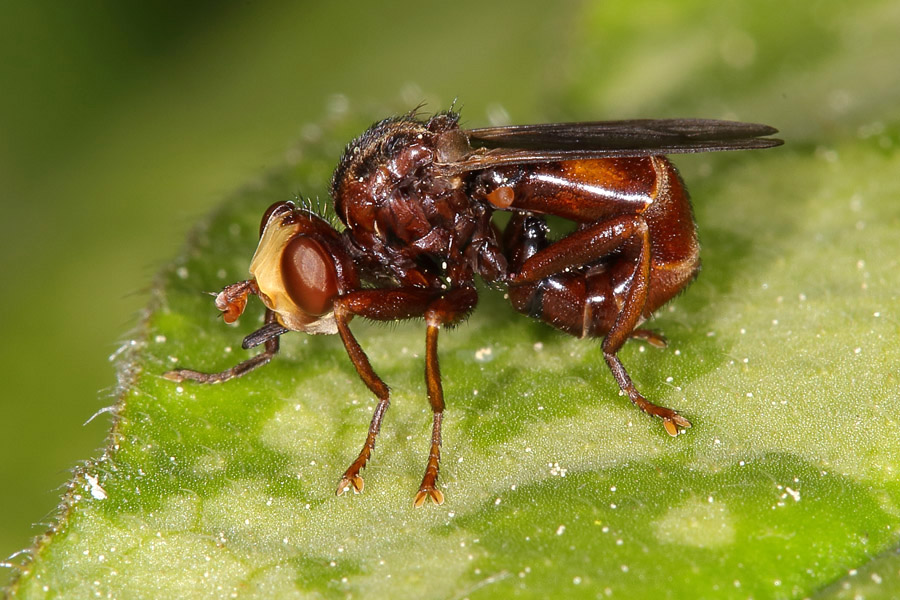 Sicus ferrugineus - Gemeine Breitstirnblasenkopffliege