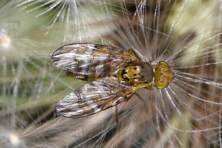 Chaetostomella cylindrica - Flockenblumen-Bohrfliege (1)