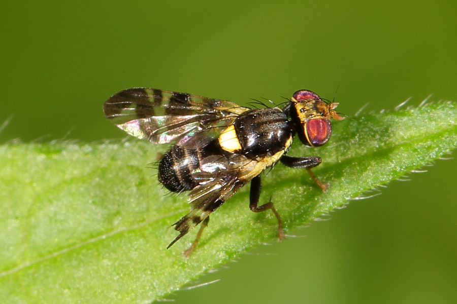 Rhagoletis cerasi - Kirschfruchtfliege