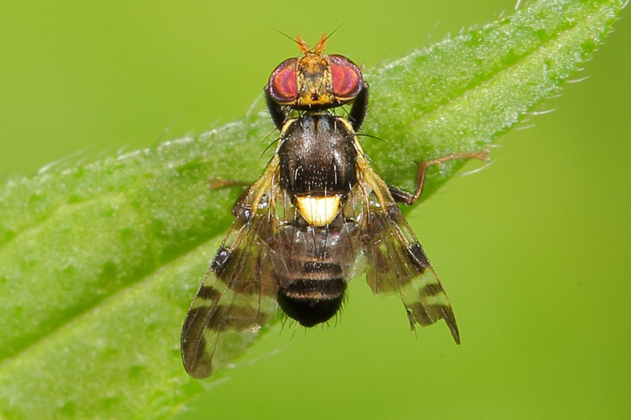 Rhagoletis cerasi - Kirschfruchtfliege