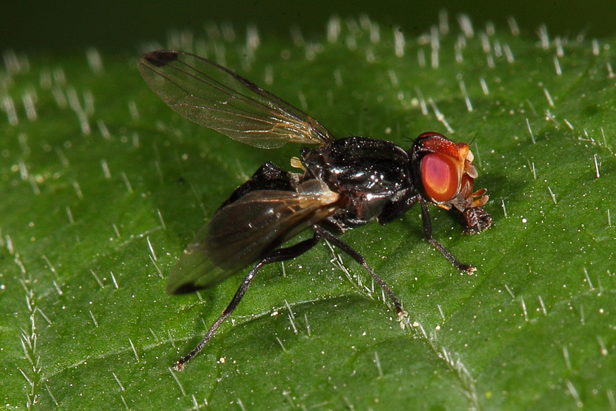 Seioptera vibrans - Rotstirnige Schmuckfliege