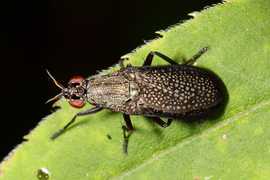 Coremacera marginata - Melierte Schneckenfliege