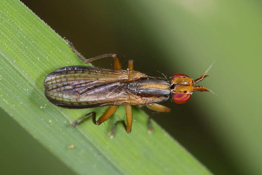 Limnia unguicornis - kein dt. Name bekannt