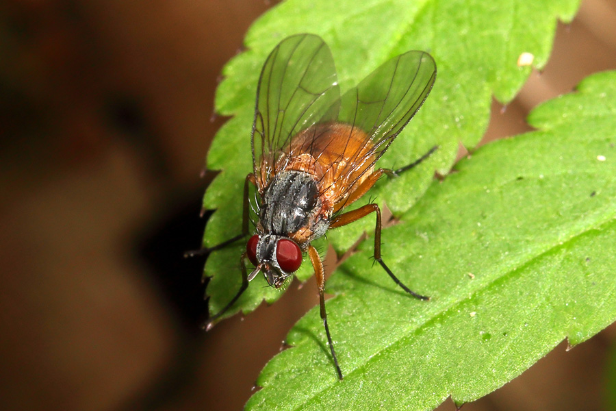 Phaonia variegata - kein dt. Name bekannt