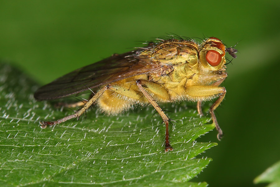 Scatophaga stercoraria - Gelbe Dungfliege, Männchen