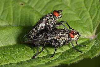 Sarcophaga carnaria - Graue Fleischfliege, Paar (1)