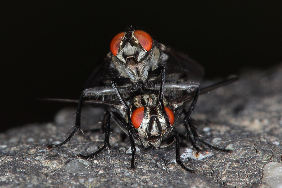 Sarcophaga carnaria - Graue Fleischfliege, Paar