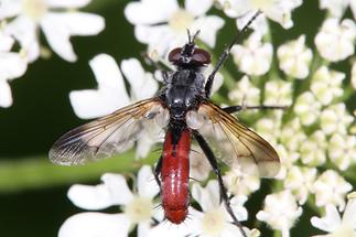 Cylindromyia bicolor - Wanzenfliege