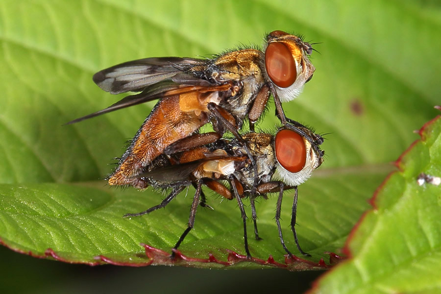 Ectophasia crassipennis - Breitflügelige Raupenfliege, Paar