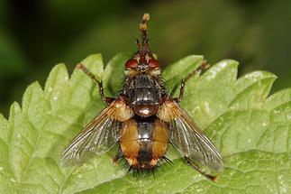 Tachina fera - Igelfliege (1)