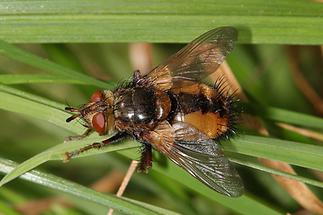 Tachina fera - Igelfliege (2)