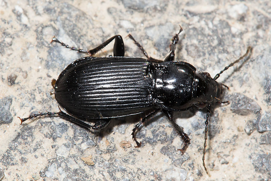 Abax parallelepipedus (P.M.) - Großer Breitkäfer, Käfer auf Weg