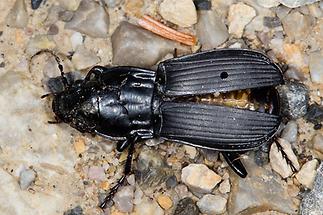 Abax parallelepipedus (P.M.) - Großer Breitkäfer, toter Käfer auf Weg