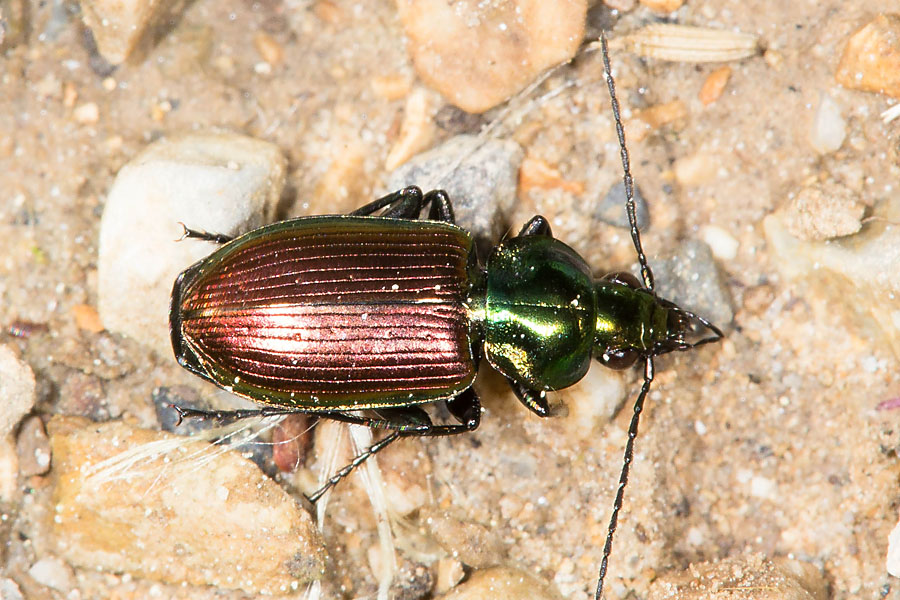 Agonum sexpunctatum - Sechspunktiger Putzkäfer, Käfer auf Weg