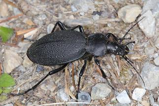 Carabus coriaceus - Lederlaufkäfer (1)