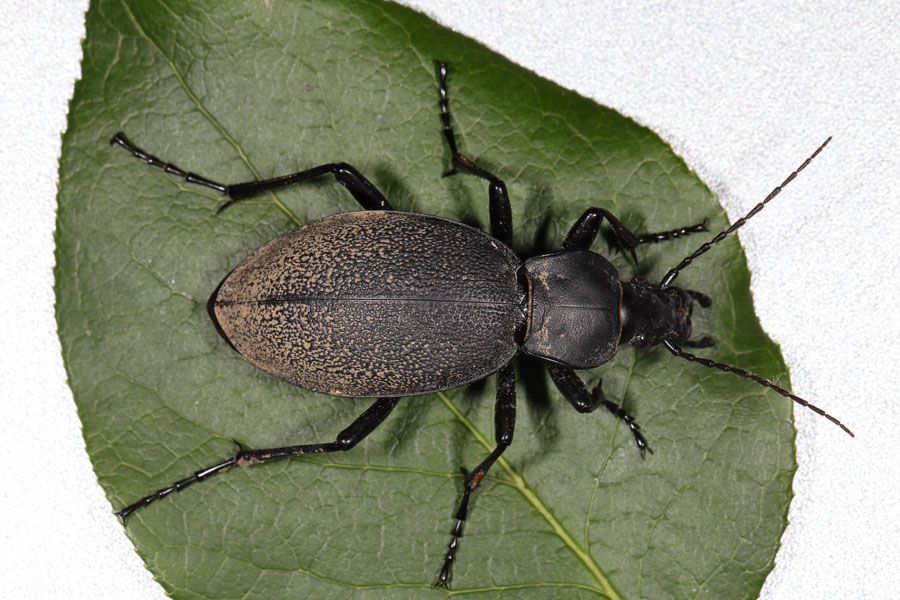 Carabus coriaceus - Lederlaufkäfer, Käfer auf Blatt drapiert