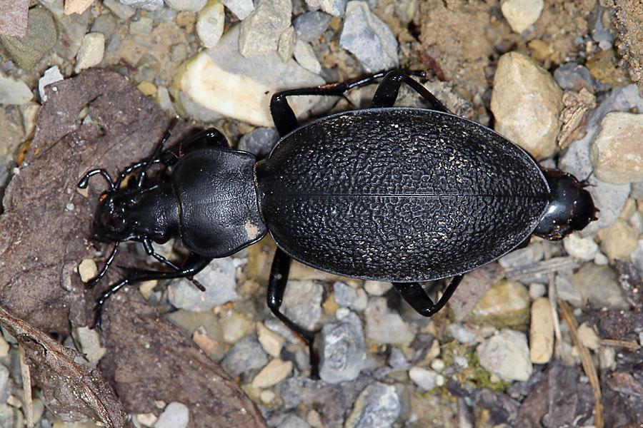 Carabus coriaceus - Lederlaufkäfer, unfallopfer am Weg