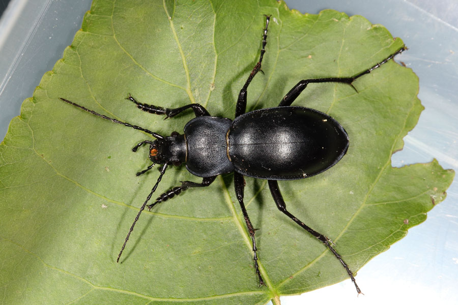 Carabus glabratus - Glatter Laufkäfer, Käfer auf Blatt drapiert