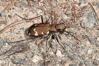 Cicindela silvicola - Berg-Sandlaufkäfer, Käfer am Weg (1)