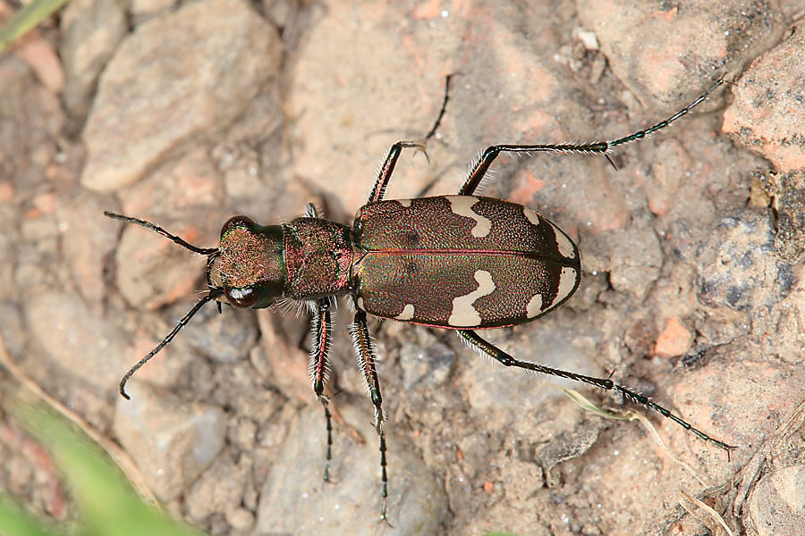 Cicindela silvicola - Berg-Sandlaufkäfer Wundschuher Teiche, Käfer am Weg