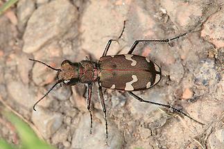 Cicindela silvicola - Berg-Sandlaufkäfer Wundschuher Teiche, Käfer am Weg (4)