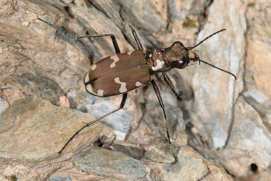 Cicindela silvicola - Berg-Sandlaufkäfer, Käfer am Weg