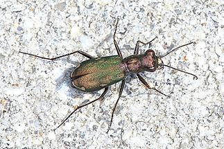 Cylindera germanica - Deutscher Sandlaufkäfer, Käfer auf Parkplatz