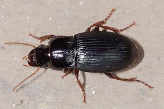 Harpalus atratus - Schwarzer Schnellläufer, Käfer an Wand