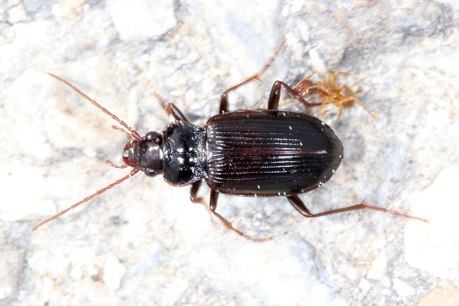 Nebria brevicollis - Pechschwarzer Dammläufer, Käfer auf Weg